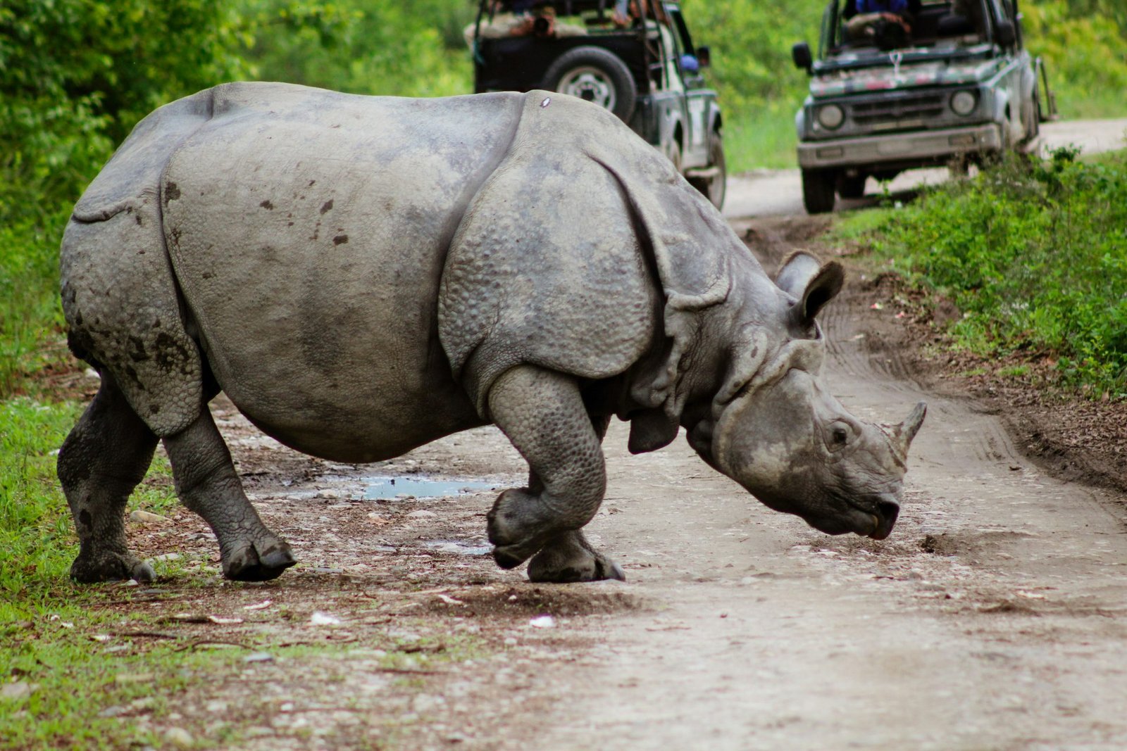 Guwahati Kaziranga  4 Nights 5 Days Tour Package
