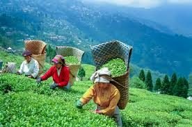 Darjeeling 3 Nights 4 Days Package