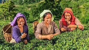 Darjeeling 3 Nights 4 Days Package