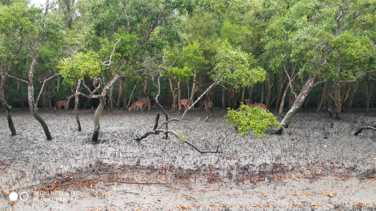 Sundarban Tour Package