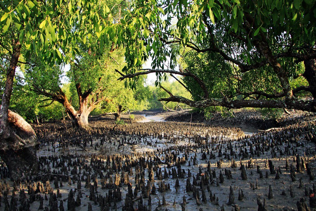 Sundarban Wildlife Tour