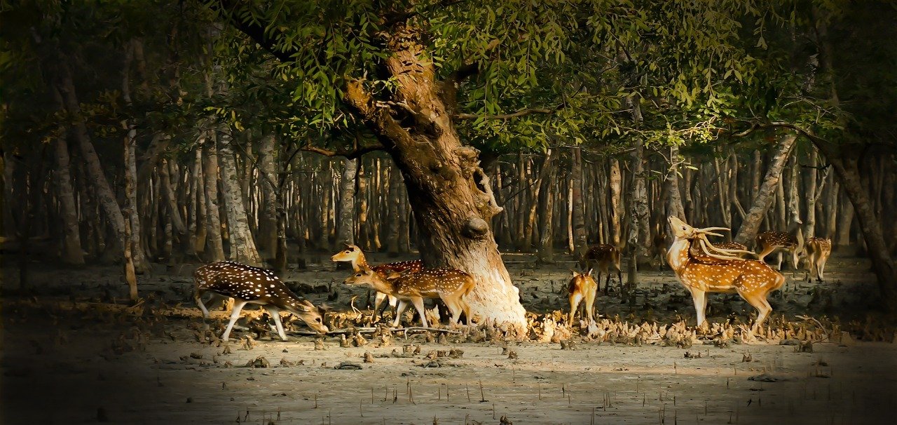 Sundarban Trip