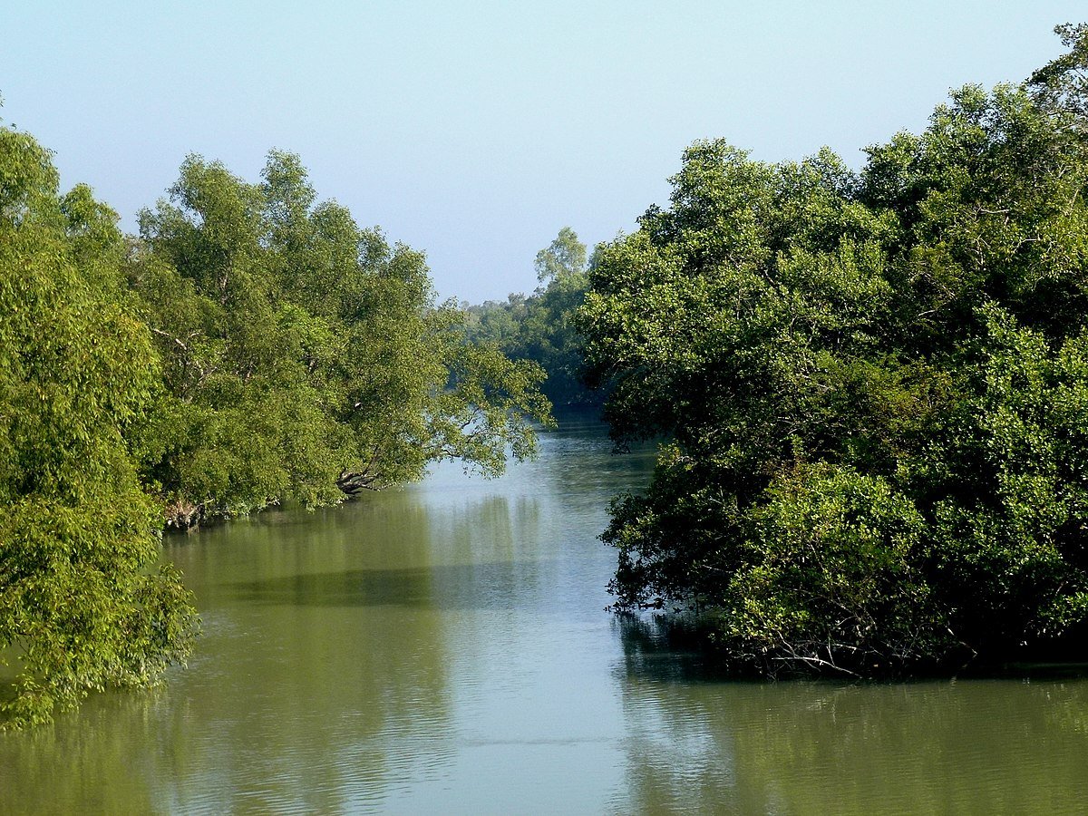 Mangrove Forest