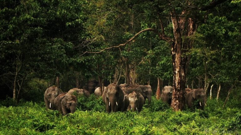 Dooars — 3 Nights / 4 Days Package